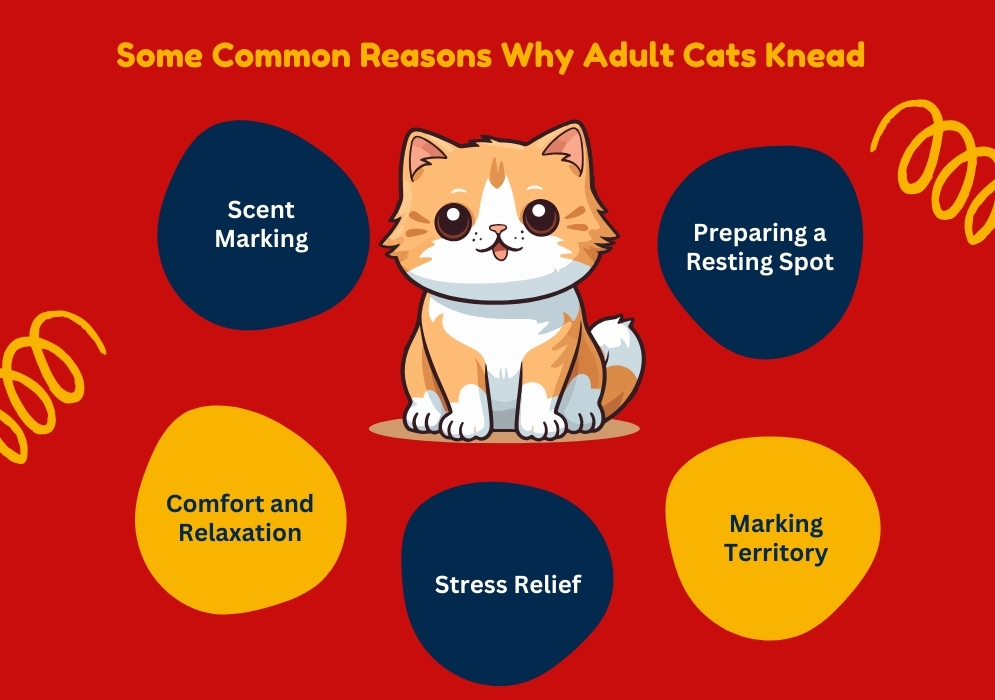 Some Common Reasons Why Adult Cats Knead