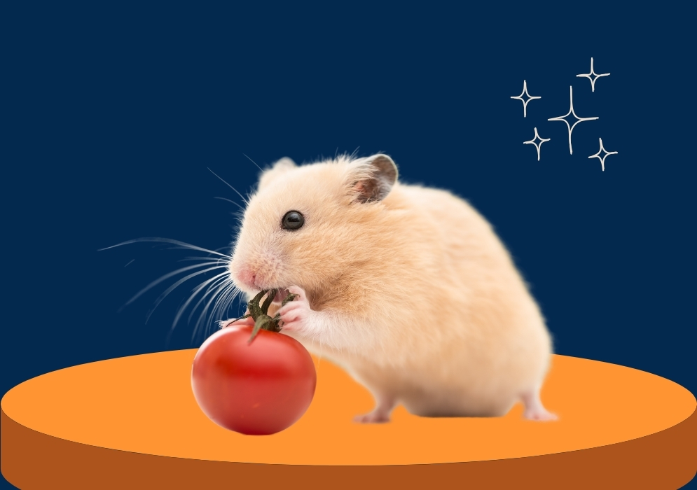 Supplementary foods for hamsters