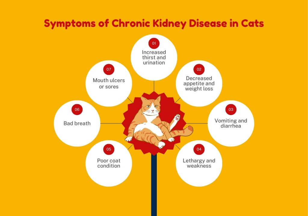 Symptoms of Chronic Kidney Disease in Cats