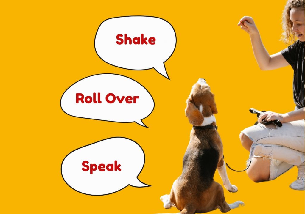 Teaching specialized dog commands - Shake, Roll over, and Speak