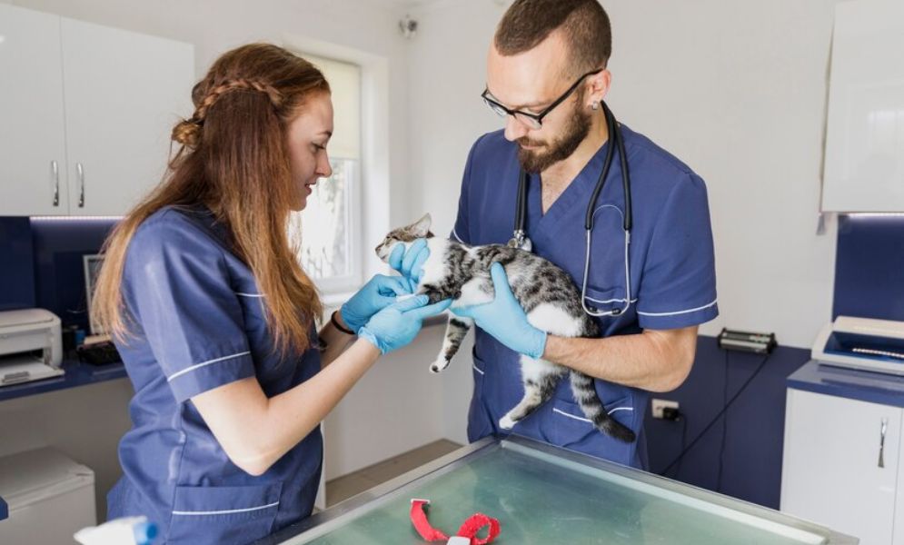 The Importance of Diagnostic Tools in Veterinary Emergencies