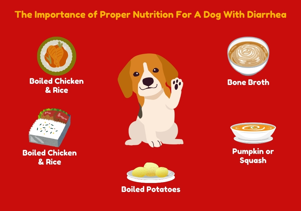 The Importance of Proper Nutrition For A Dog With Diarrhea