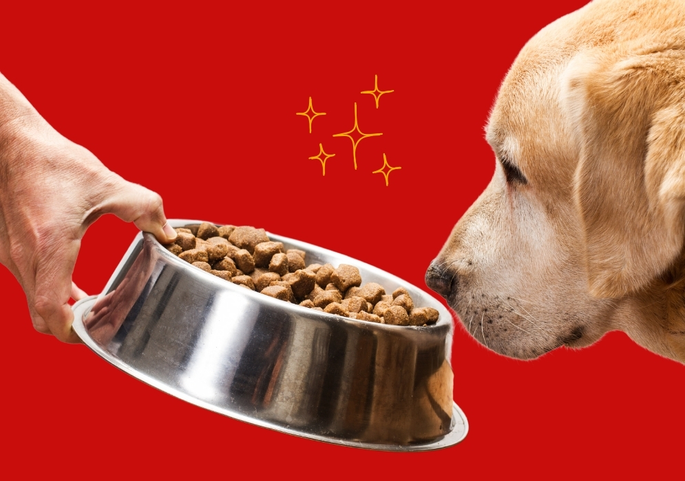 Tips for encouraging your dog to eat