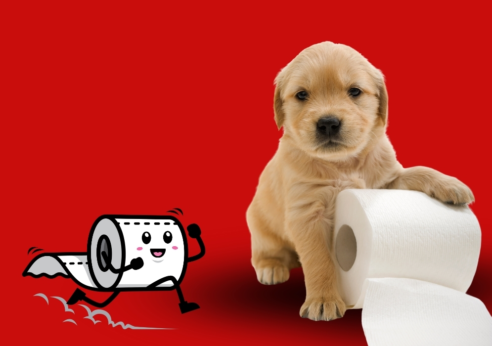 Understanding Diarrhea in dogs