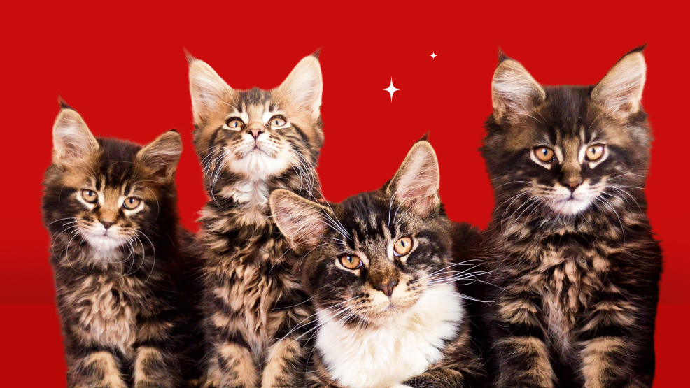 Understanding Maine Coon Growth Stages