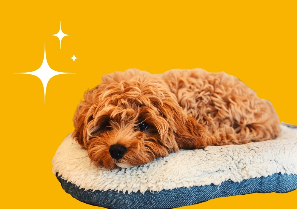 Understanding the Cavapoo breed