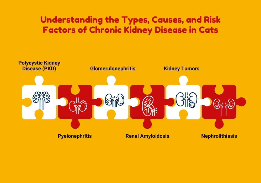 Understanding the Types of Chronic Kidney Disease in Cats