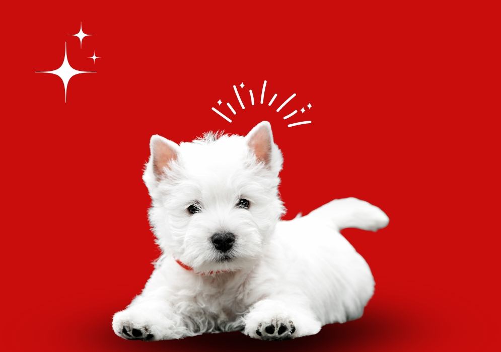 West Highland White Terrier dog breed