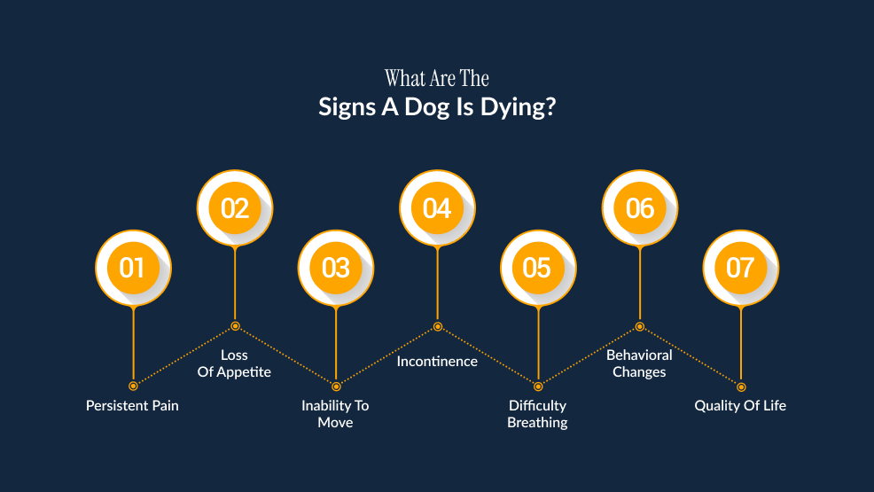 What Are The Signs A Dog Is Dying