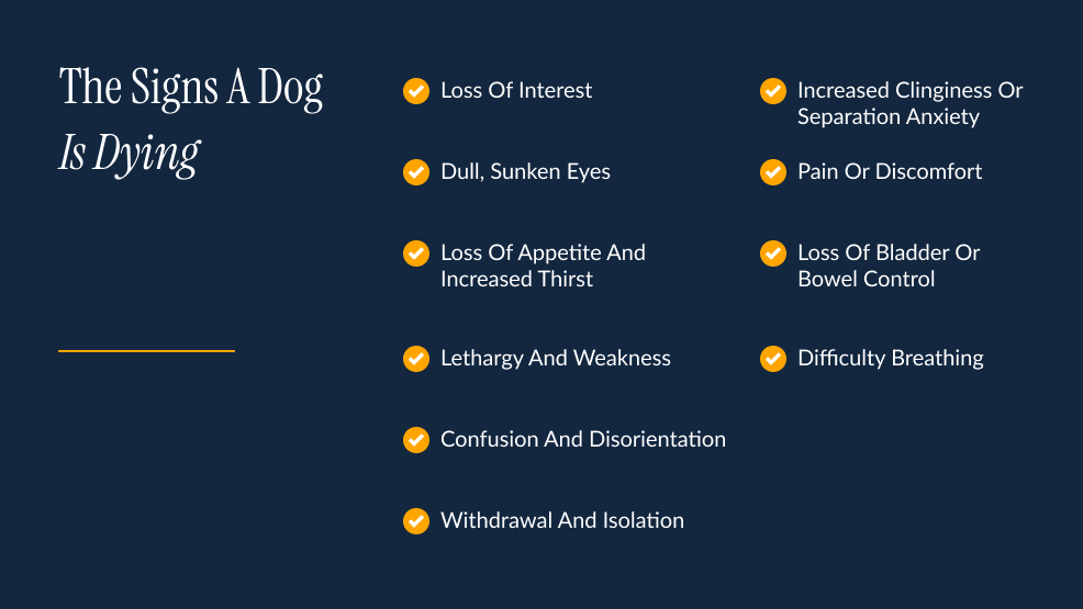 What Are The Signs A Dog Is Dying_