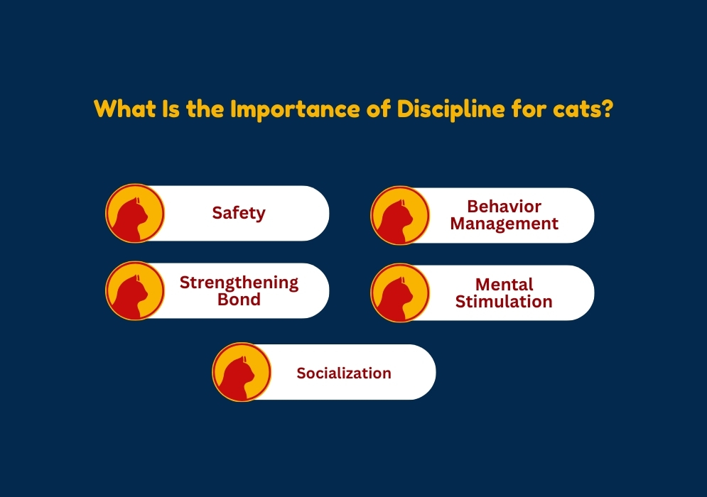 What Is the Importance of Discipline for cats