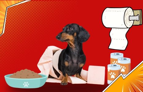 What To Feed A Dog With Diarrhea