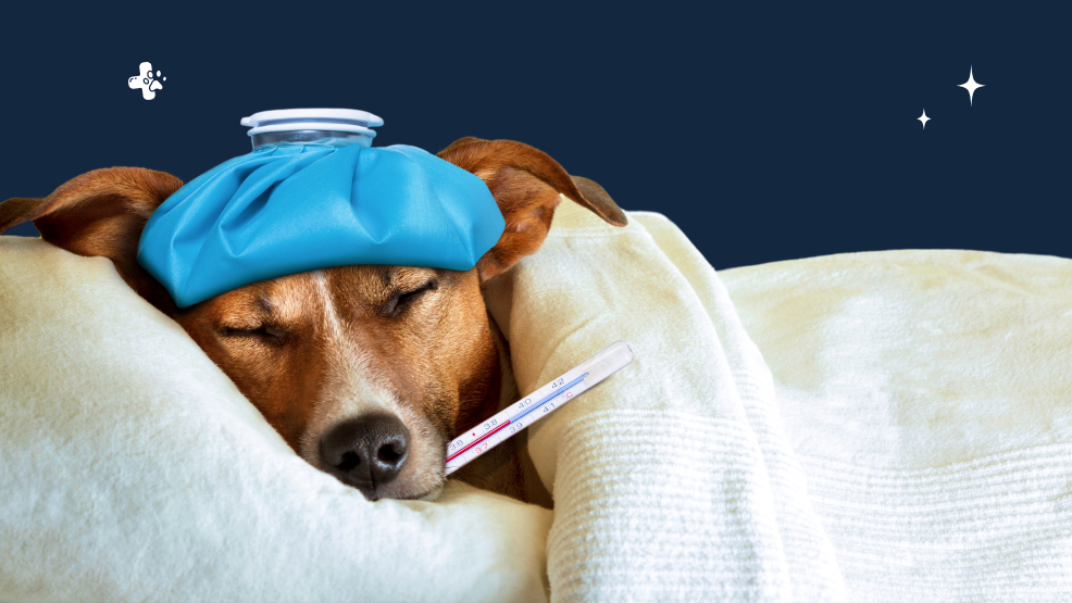 What are signs that your dog is sick