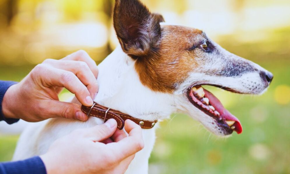 What to Do If Your Dog Starts Biting Suddenly