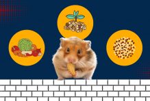 What to Feed a Hamster