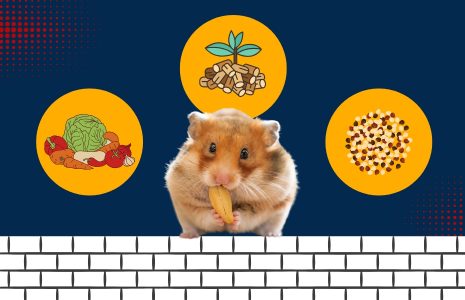 What to Feed a Hamster