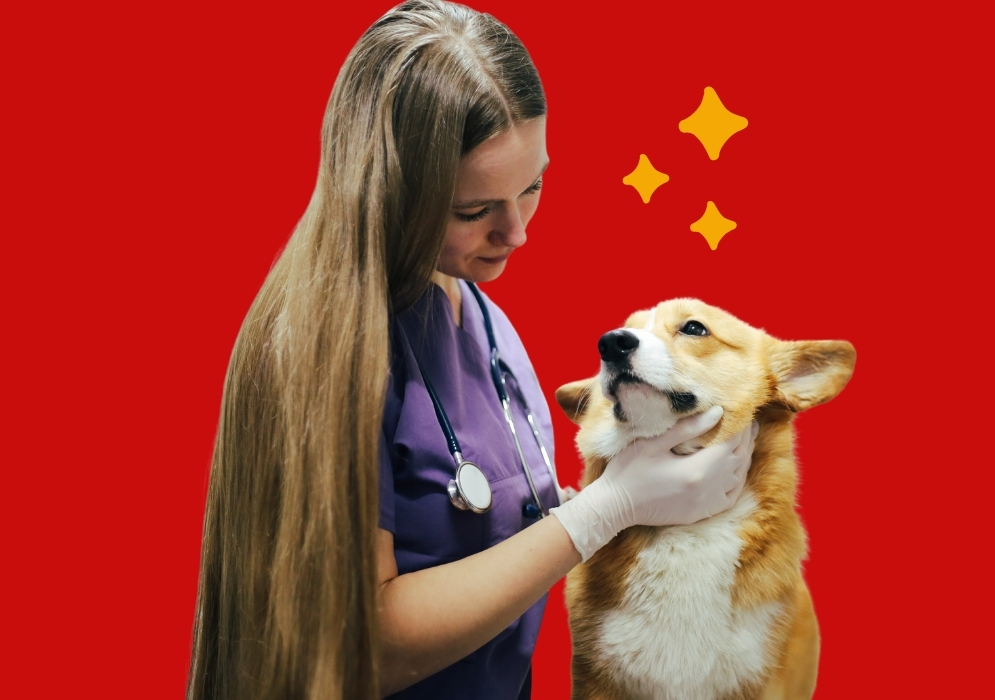 When should you seek veterinary help for dog diarrhea