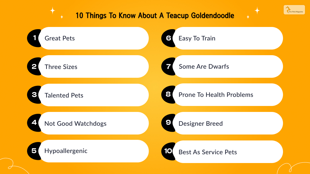 10-Things-To-Know-About-A-Teacup-Goldendoodle