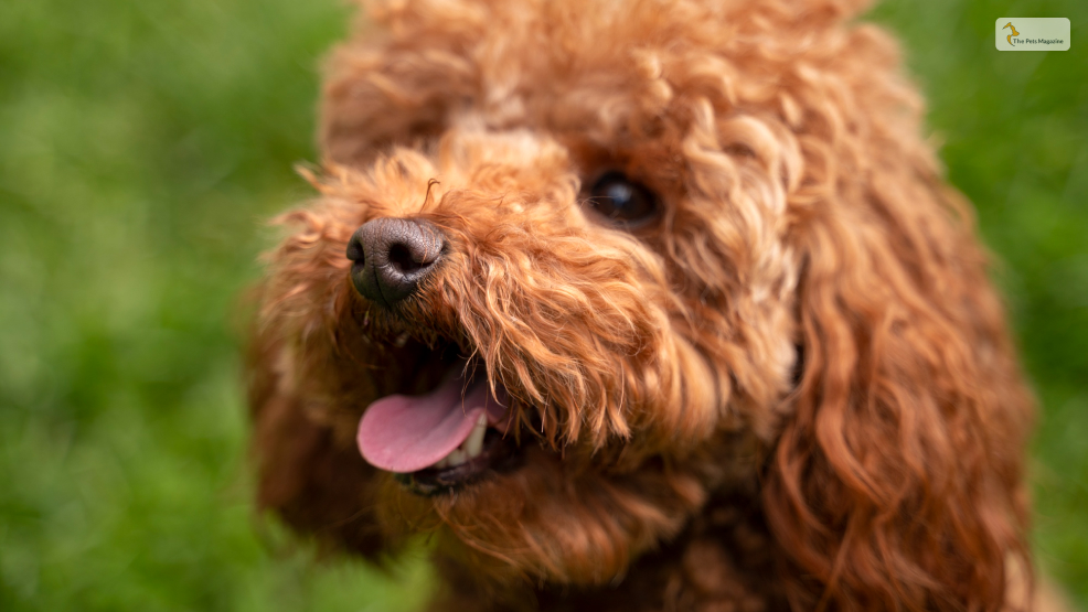 About-Teacup-Goldendoodles