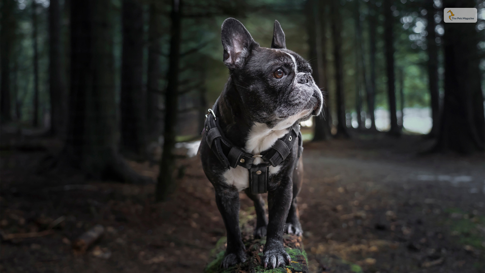 Adapting-to-your-lifestyle-is-easier-for-a-frenchie