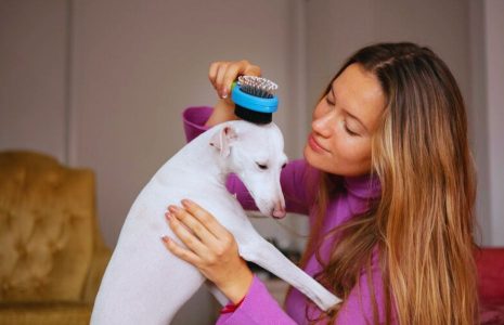 Boost Your Pet's Wellness