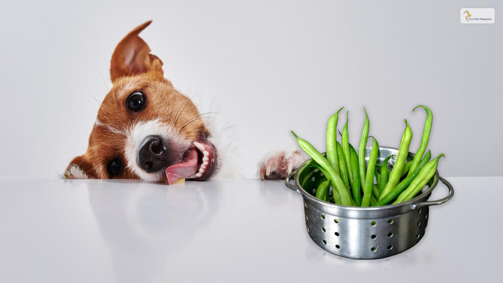 Can-Dogs-Eat-Green-Beans_