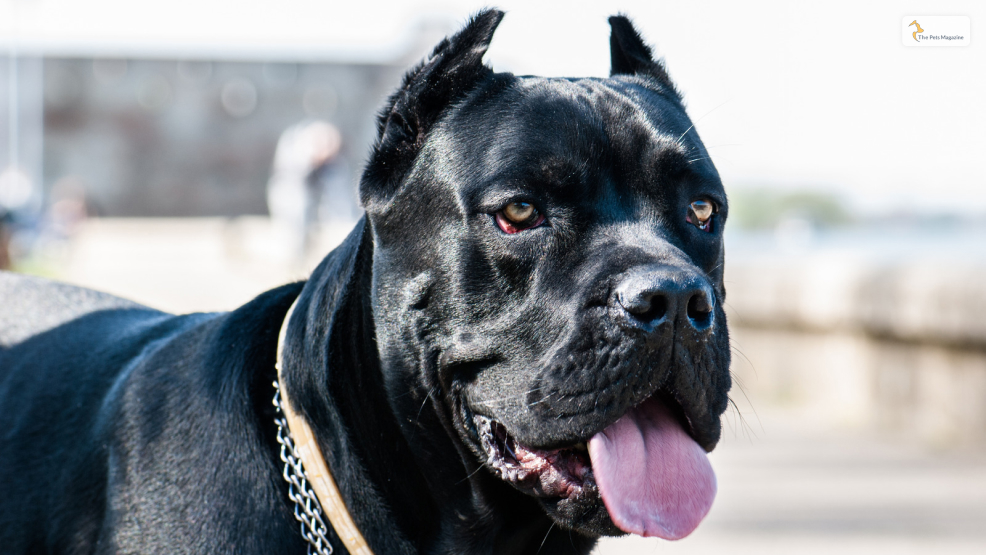 Cane-Corso