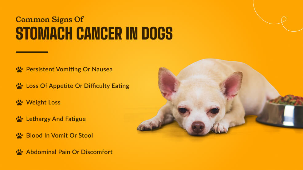 Common signs of stomach cancer in dogs_