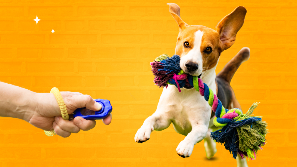 Fun tricks to teach your dog using clicker training