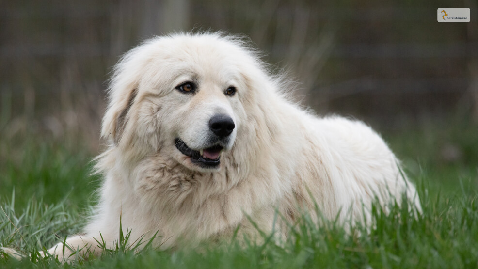 Great-Pyrenees