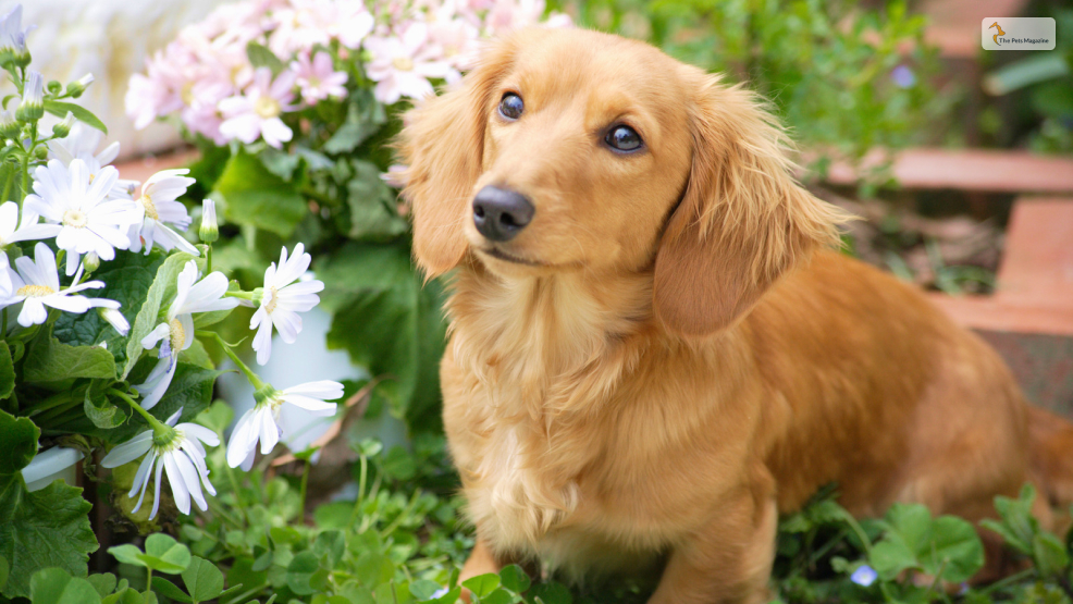 Grooming-And-Care