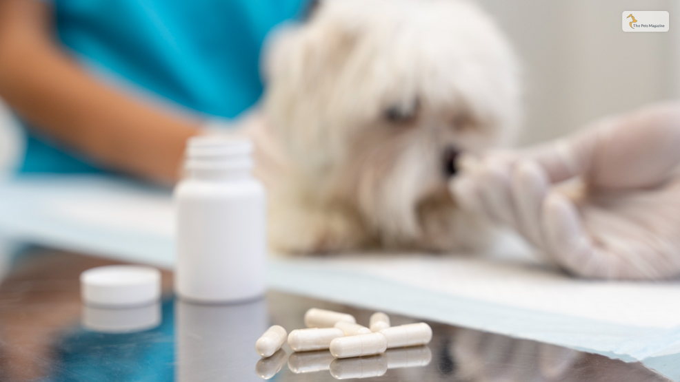 How-To-Administer-Doxycycline-To-Dogs