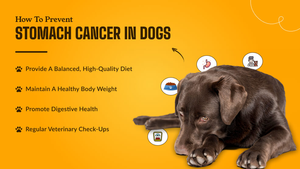 How To Prevent Stomach Cancer in Dogs_