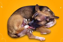 How To Stop Dogs From Licking Their Paws