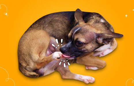 How To Stop Dogs From Licking Their Paws