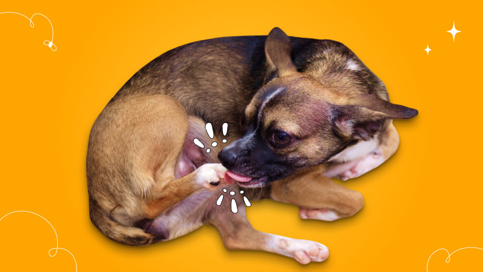 How To Stop Dogs From Licking Their Paws