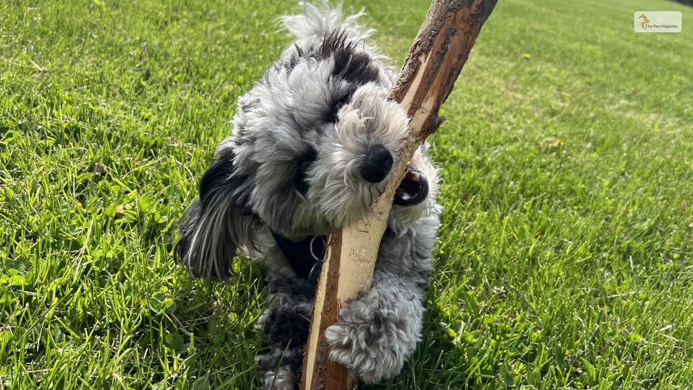 How-To-Train-A-Sheepadoodle