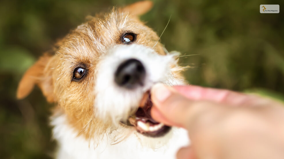 How-to-Give-Trazodone-to-Your-Dog