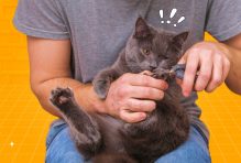 How to Trim Cat's Claws at Home