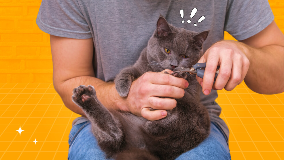 How to Trim Cat's Claws at Home