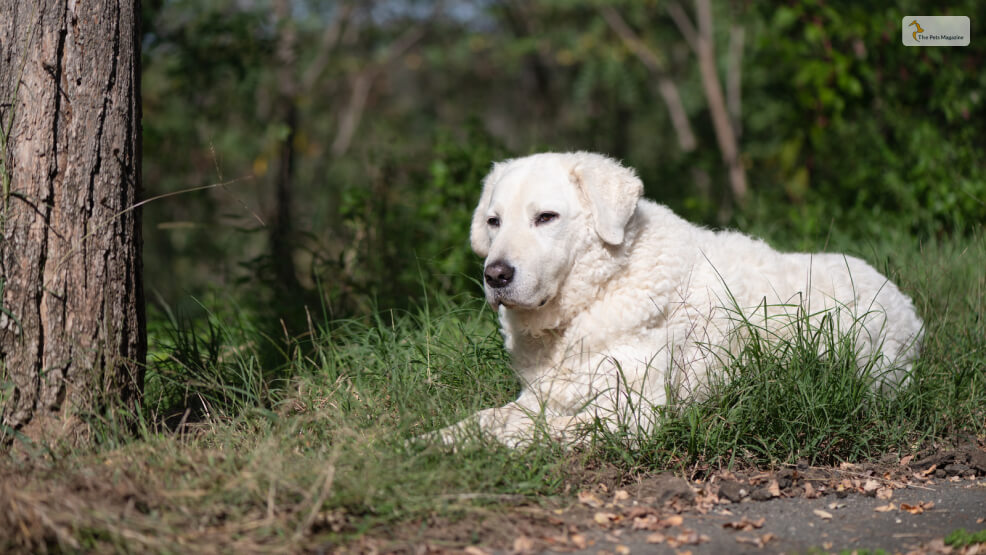 Kuvasz