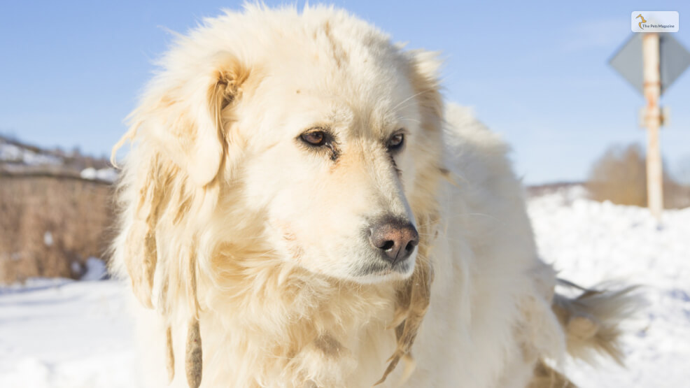 Maremma-Sheepdog