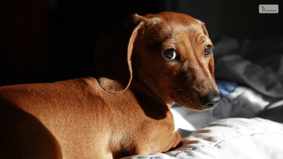 Miniature-Dachshunds-Breed-History