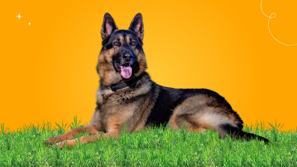 Monitoring Your German Shephard’s Health