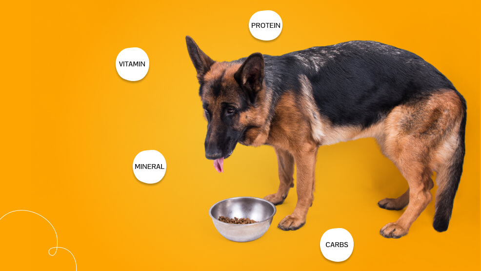 Nutritional Needs for German Shepherds