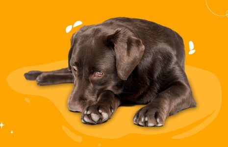 Paraphimosis in Dogs What Every Pet Parent Should Know