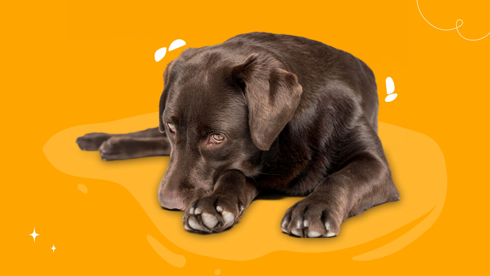 Paraphimosis in Dogs What Every Pet Parent Should Know