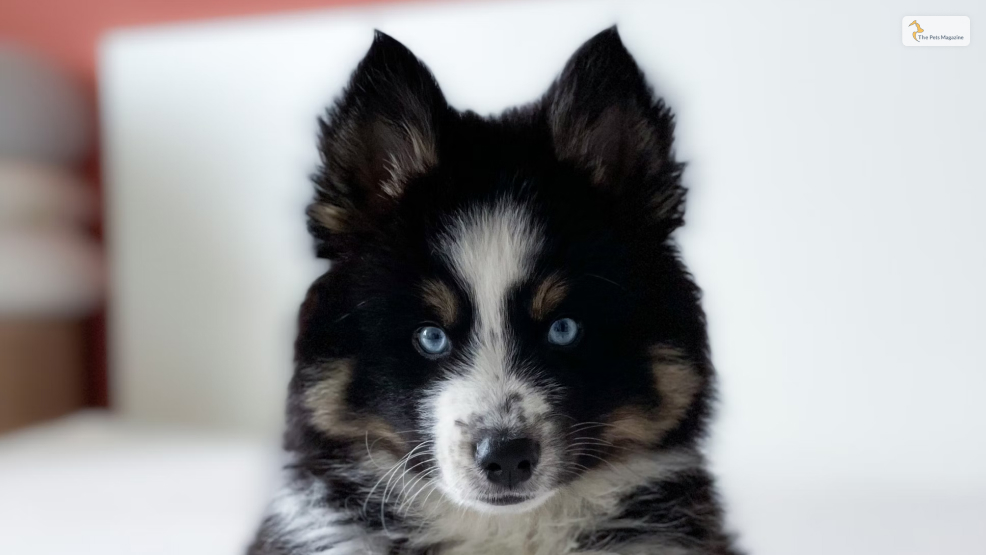 Pomsky-Temperament-and-character-traits