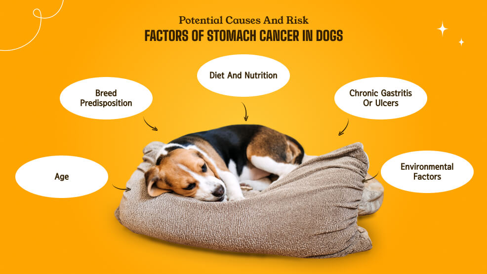 Potential Causes and Risk Factors of Stomach Cancer in Dogs