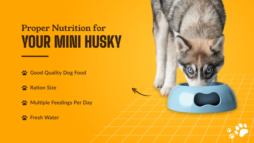 Proper Nutrition for Your Mini Husky